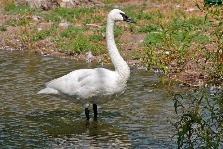 Trumpeter Swan